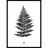 Large Fern Print in Black Frame